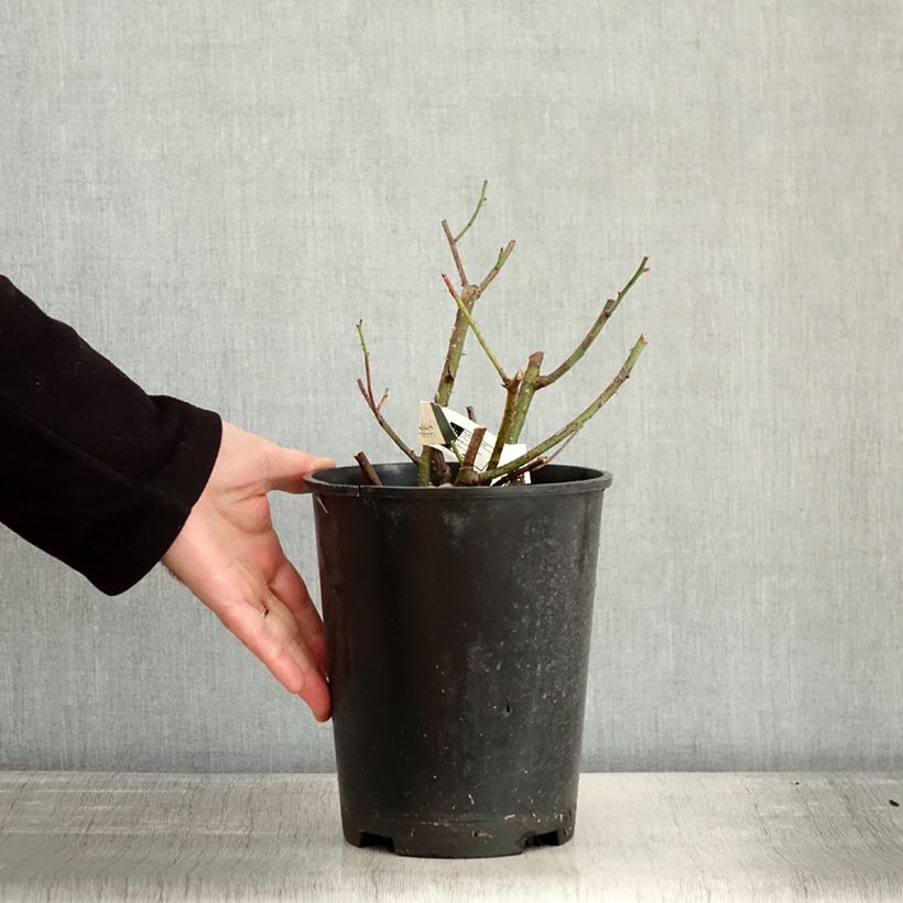 Amostra de Rosier arbustif Etoile Pourpre Vaso de 4 L/5 L tal como entregue no inverno