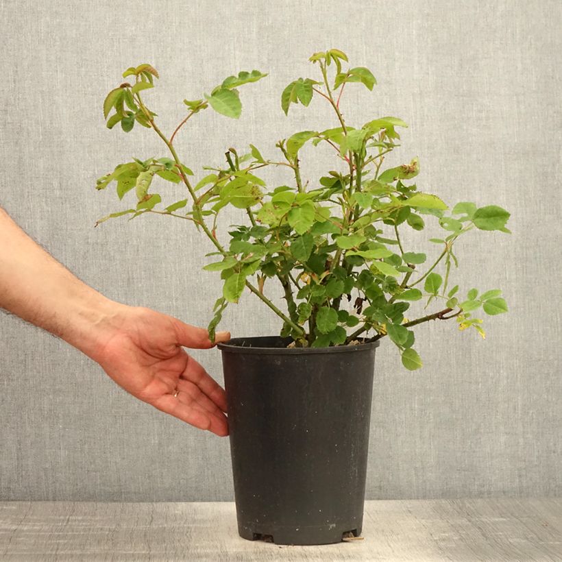 Amostra de Roseira arbustiva Etoile Pourpre Vaso de 4 L/5 L tal como entregue na primavera
