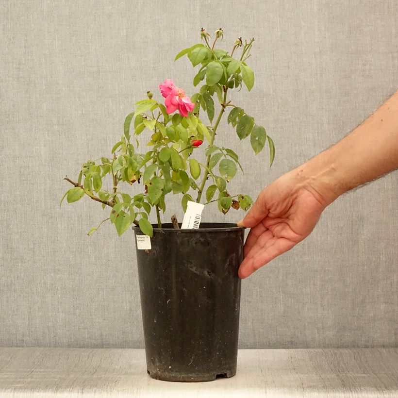 Amostra de Roseira arbustiva Finn's Rose Vaso de 4 L/5 L tal como entregue no verão