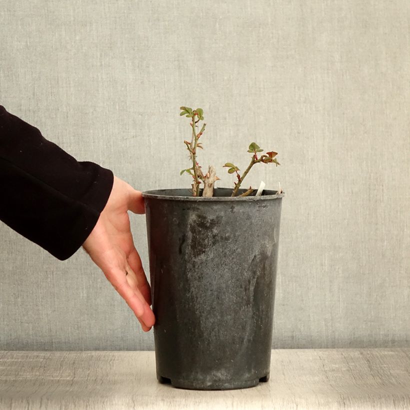 Amostra de Rosier arbustif  Finn's Rose Vaso de 4 L/5 L tal como entregue no inverno