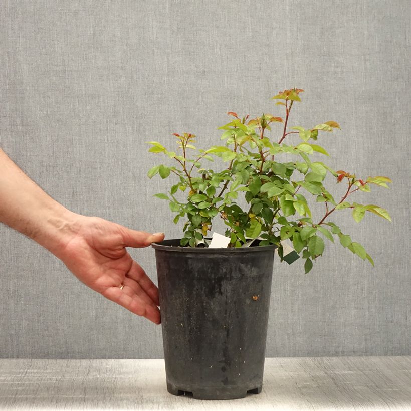 Amostra de Roseira arbustiva Finn's Rose Vaso de 4 L/5 L tal como entregue na primavera