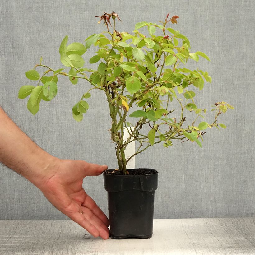 Amostra de Roseira arbustiva Friendly Pink Vaso de 10 cm/11 cm tal como entregue no verão