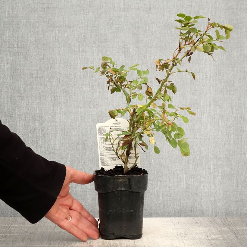 Amostra de Roseira arbustiva Friendly Pink Vaso de 10 cm/11 cm tal como entregue na primavera