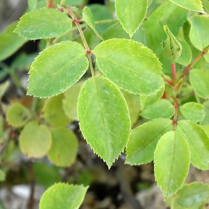 Roseira arbustiva Friendly Pink (Folhagem)