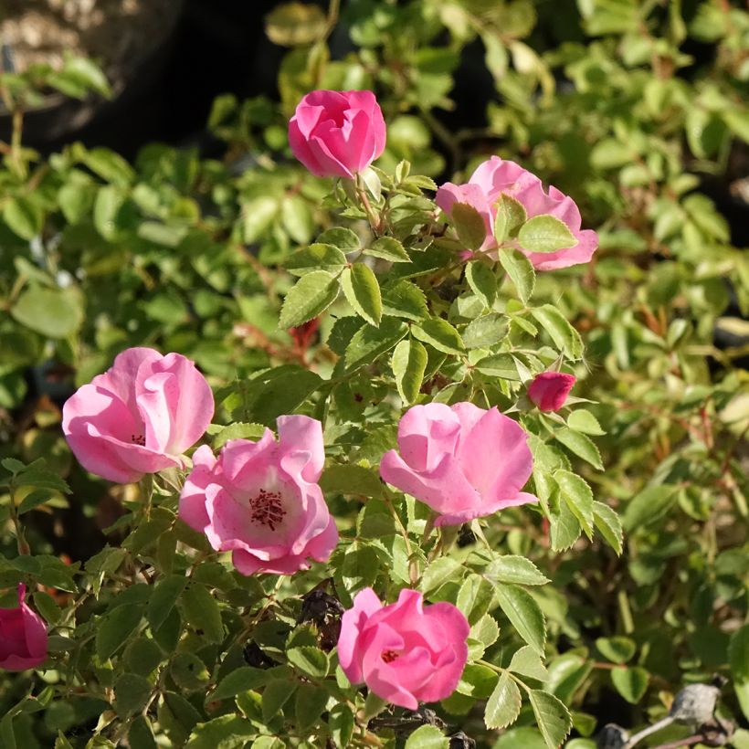 Roseira arbustiva Friendly Pink (Floração)