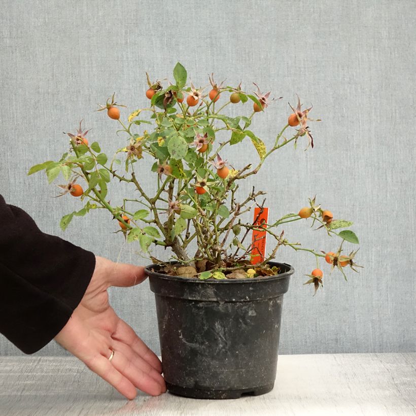 Amostra de Rosier arbustif Friendly Pink Meissalu Pot de 2L/3L tal como entregue no outono