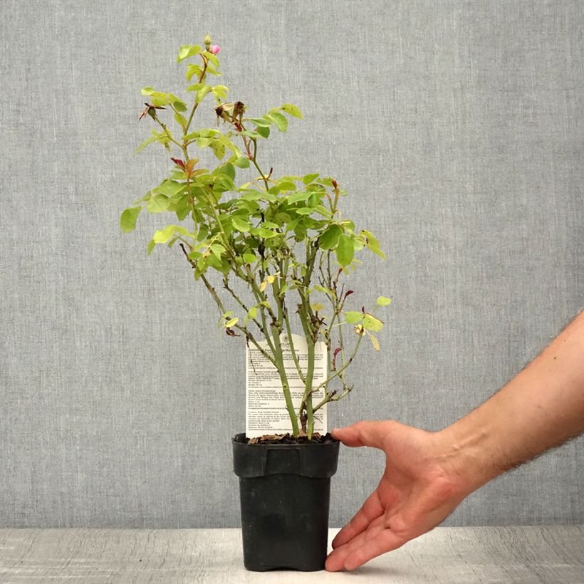 Amostra de Roseira arbustiva Friendly Purple Vaso de 10 cm/11 cm tal como entregue no verão