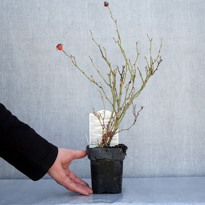 Amostra de Rosier arbustif Friendly Purple Meicosme Vaso de 10 cm/11 cm tal como entregue no inverno