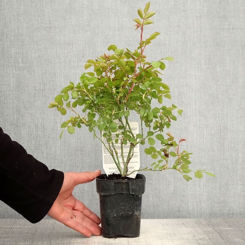 Amostra de Roseira arbustiva Friendly Purple Vaso de 10 cm/11 cm tal como entregue na primavera