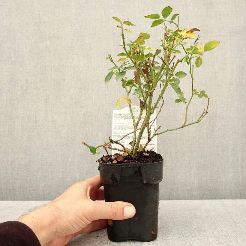Amostra de Roseira arbustiva Friendly Purple Vaso de 10 cm/11 cm tal como entregue no outono