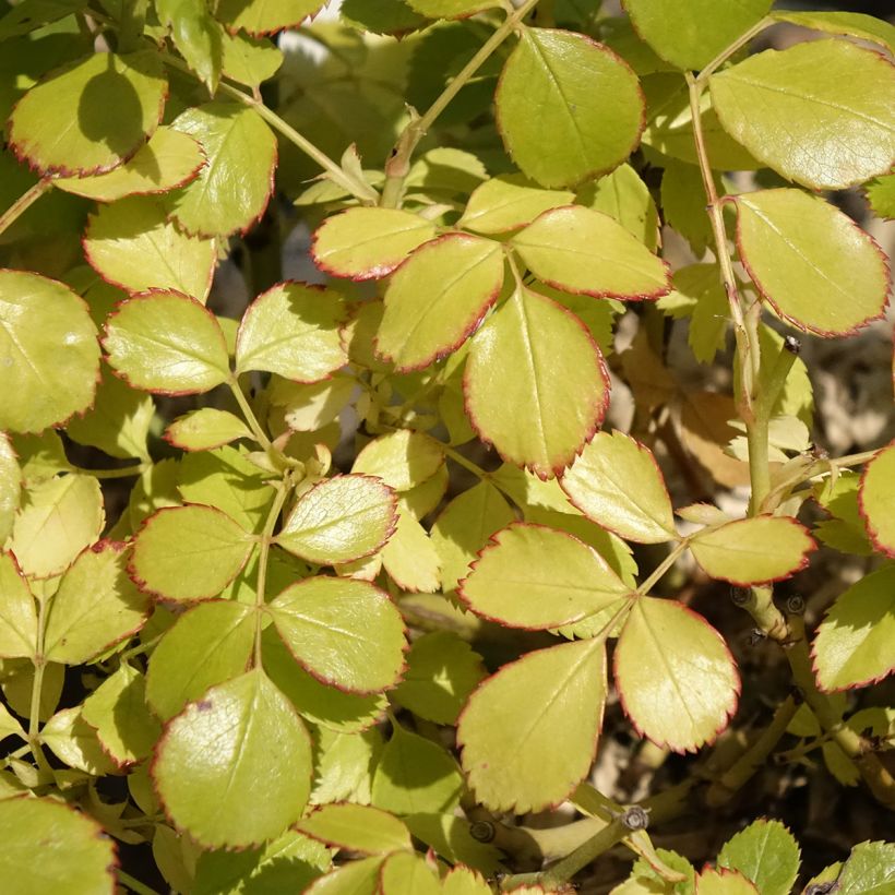 Roseira arbustiva Friendly Purple (Folhagem)