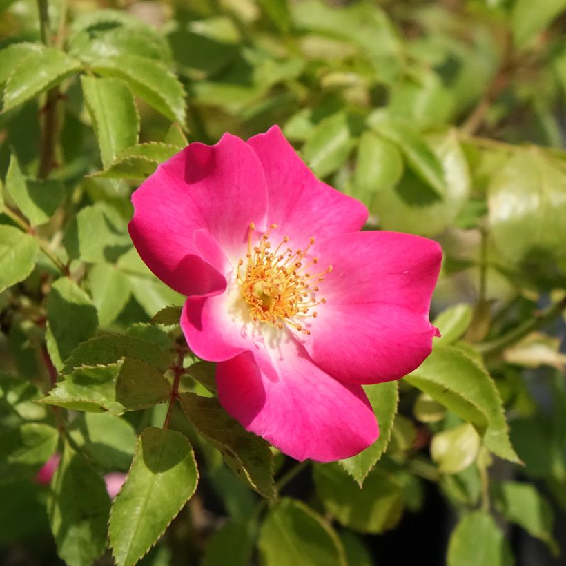 Roseira arbustiva Friendly Purple (Floração)