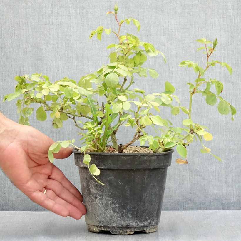 Amostra de Roseira arbustiva Friendly Purple Vaso de 2 L/3 L tal como entregue no verão