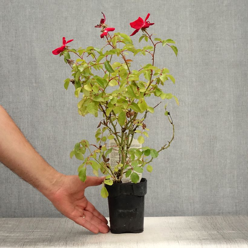 Amostra de Roseira arbustiva Friendly Red Vaso de 10 cm/11 cm tal como entregue no verão