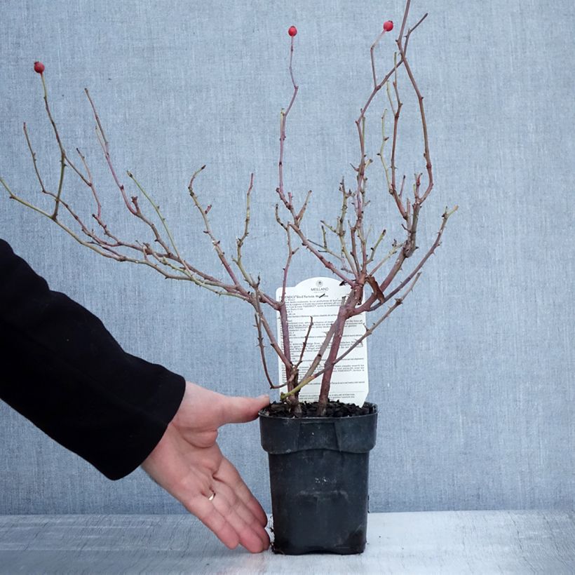 Amostra de Rosier arbustif Friendly Red Meiariba Vaso de 10 cm/11 cm tal como entregue no inverno