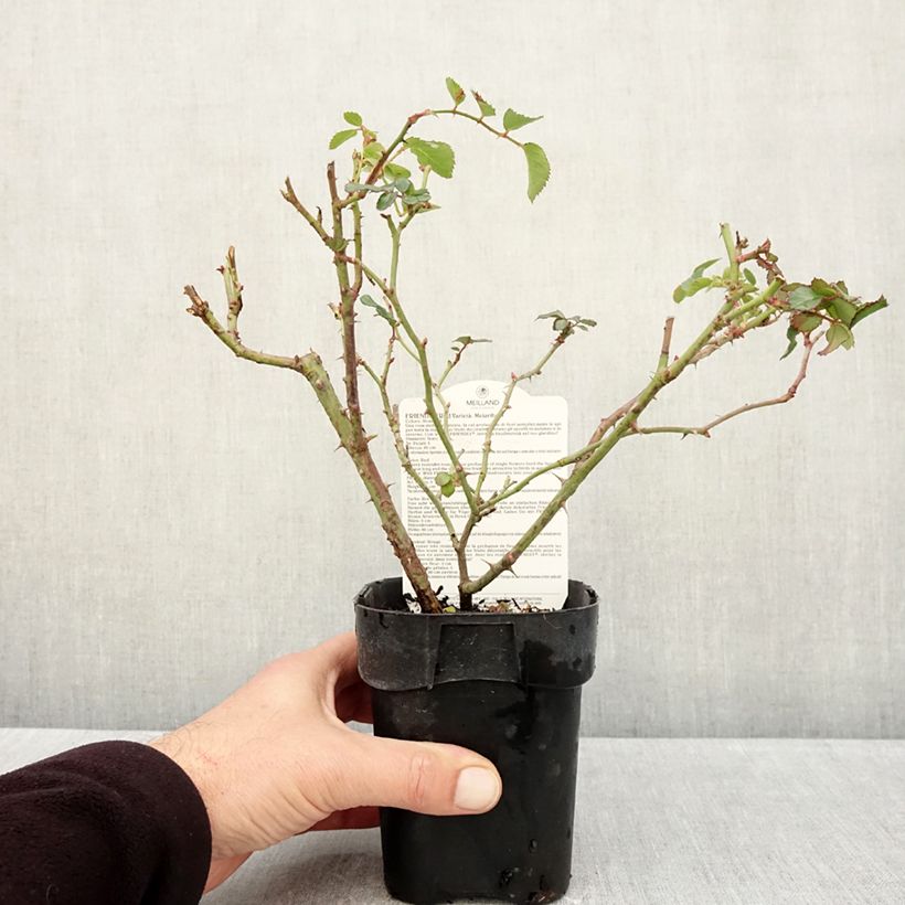 Amostra de Roseira arbustiva Friendly Red Vaso de 10 cm/11 cm tal como entregue no outono