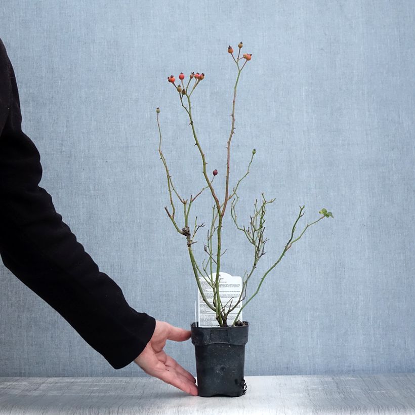 Amostra de Rosier arbustif Friendly Sweet Meinatope Vaso de 10 cm/11 cm tal como entregue no inverno