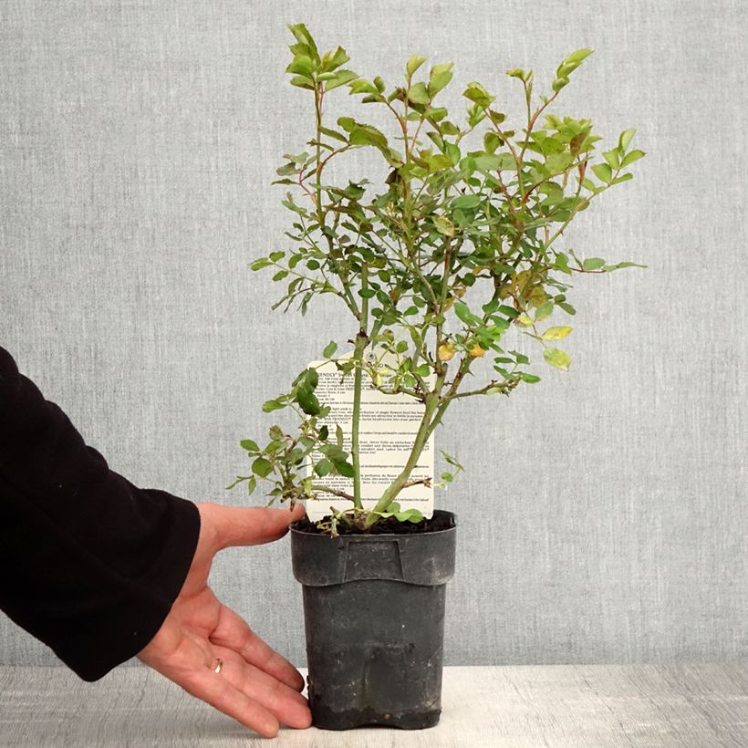 Amostra de Roseira arbustiva Friendly Sweet Vaso de 10 cm/11 cm tal como entregue na primavera