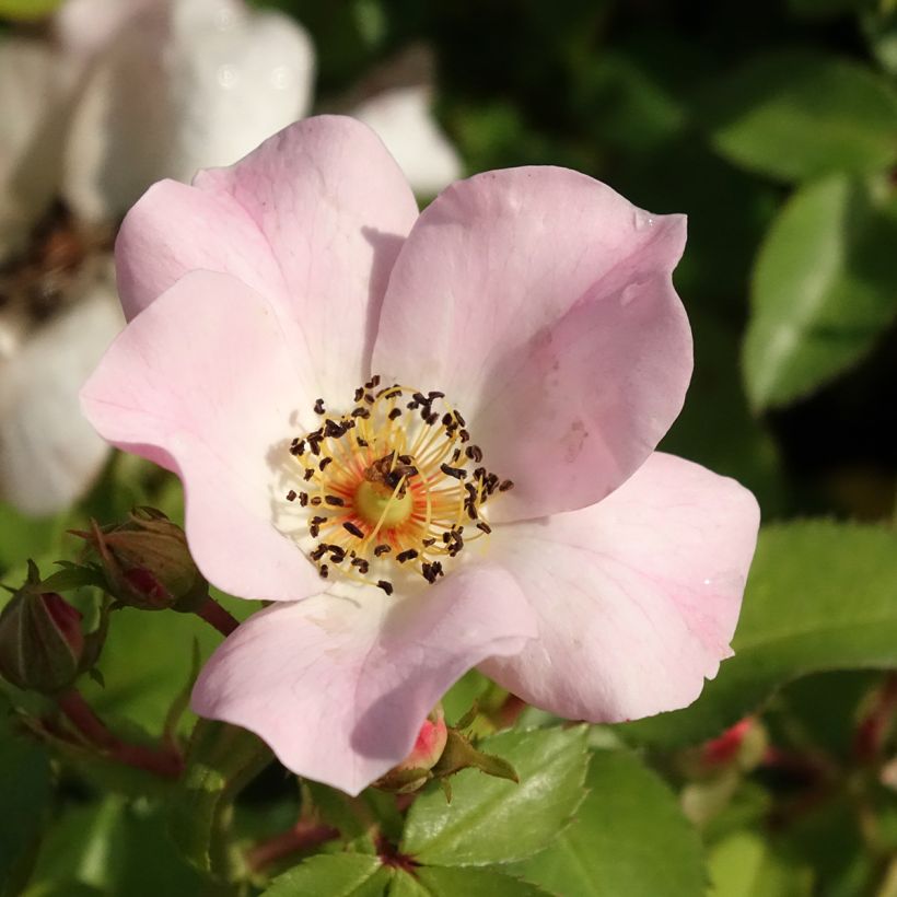 Roseira arbustiva Friendly Sweet (Floração)