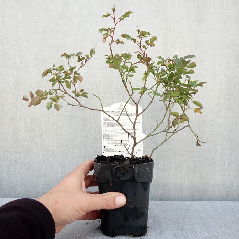 Amostra de Roseira arbustiva Friendly Sweet Vaso de 10 cm/11 cm tal como entregue no outono