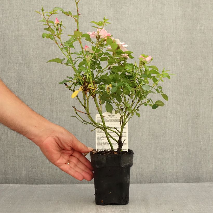 Amostra de Roseira arbustiva Friendly Sweet Vaso de 10 cm/11 cm tal como entregue no verão
