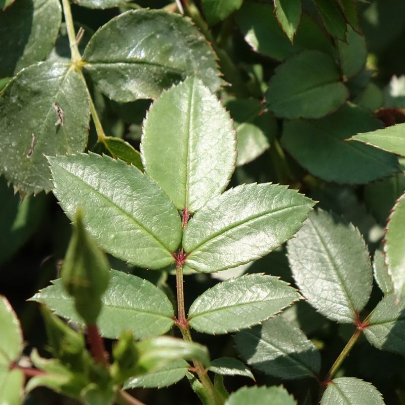 Roseira arbustiva Friendly Sweet (Folhagem)