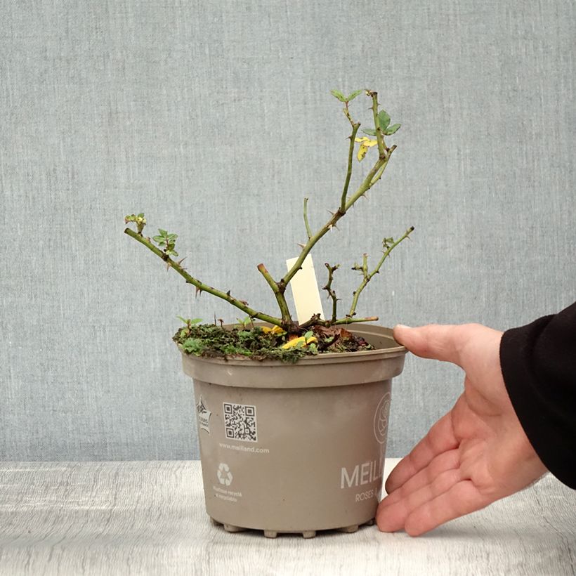Amostra de Rosier arbustif Friendly Sweet Meinatope Pot de 2L/3L tal como entregue no outono