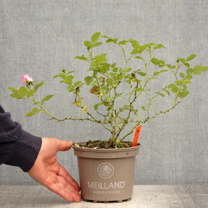 Amostra de Roseira arbustiva Friendly Sweet Vaso de 2 L/3 L tal como entregue na primavera