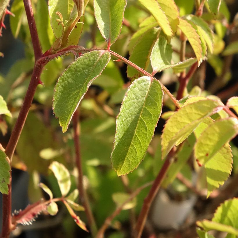 Roseira arbustiva Frisson Frais (Folhagem)