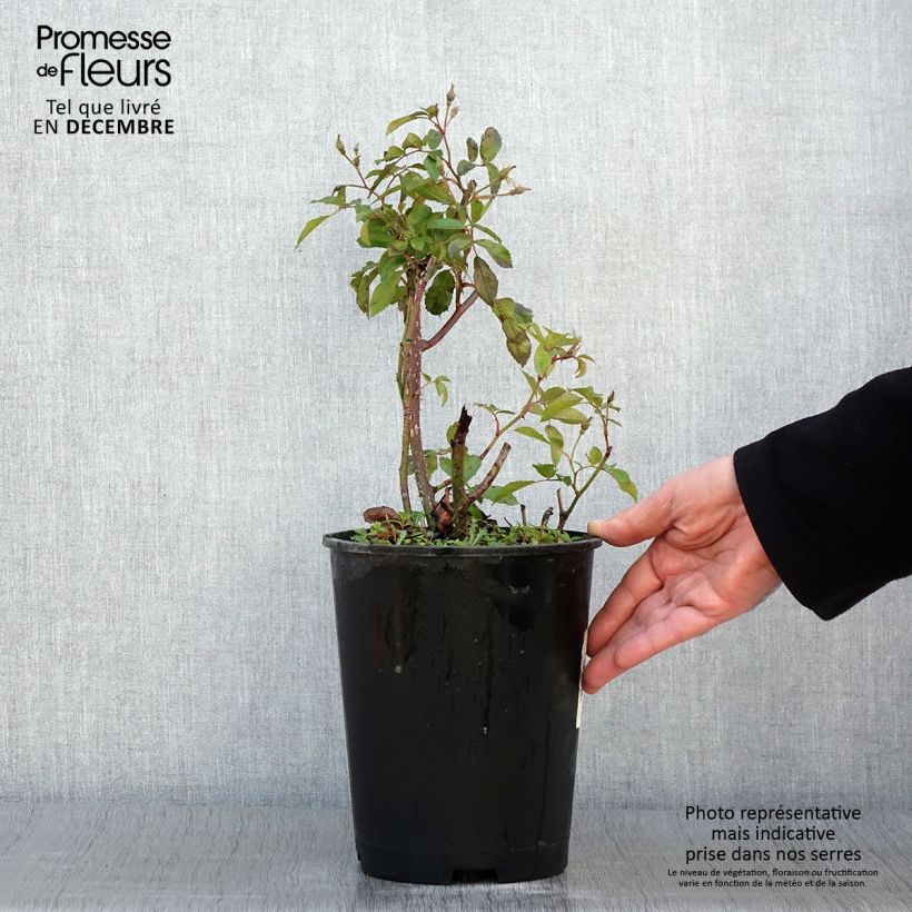 Amostra de Rosier arbustif Frisson Frais Pot de 4L/5L tal como entregue no outono