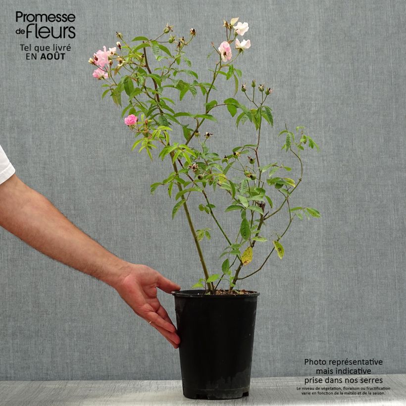 Amostra de Roseira arbustiva Frisson Frais Vaso de 4 L/5 L tal como entregue no verão
