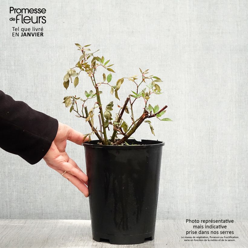 Amostra de Rosier arbustif Gaard um Titzebierg Vaso de 4 L/5 L tal como entregue no inverno