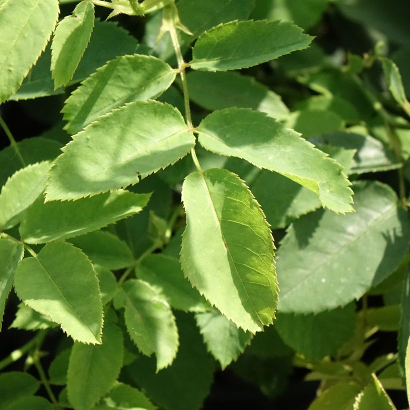 Roseira arbustiva Golden Wings (Folhagem)