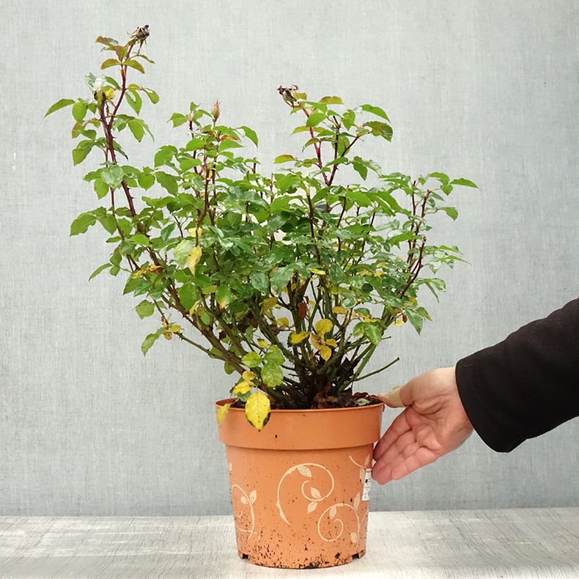 Amostra de Roseira arbustiva Havanna Vaso de 6 L/7 L tal como entregue no outono