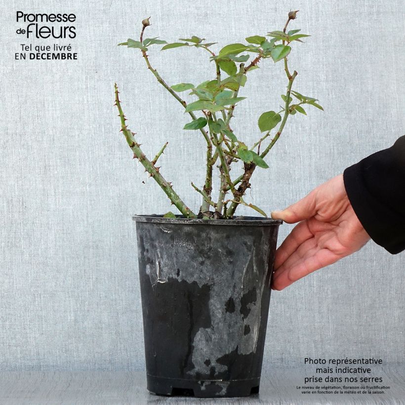 Amostra de Rosier arbustif Heavenly Pink Pot de 4L/5L tal como entregue no outono
