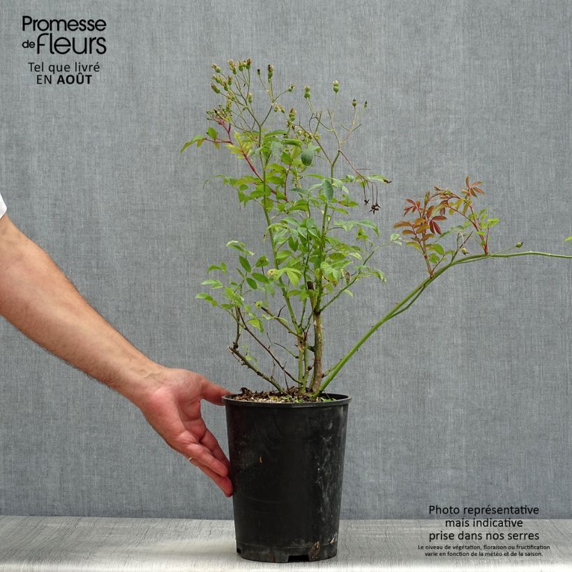 Amostra de Roseira arbustiva Heavenly Pink Vaso de 4 L/5 L tal como entregue no verão