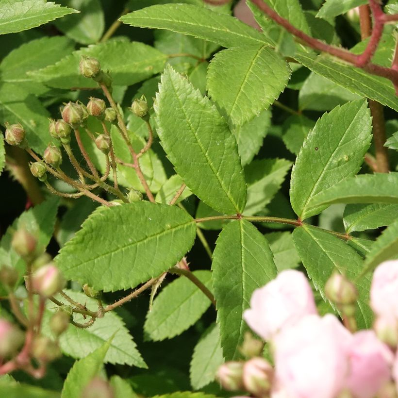 Roseira arbustiva Heavenly Pink (Folhagem)