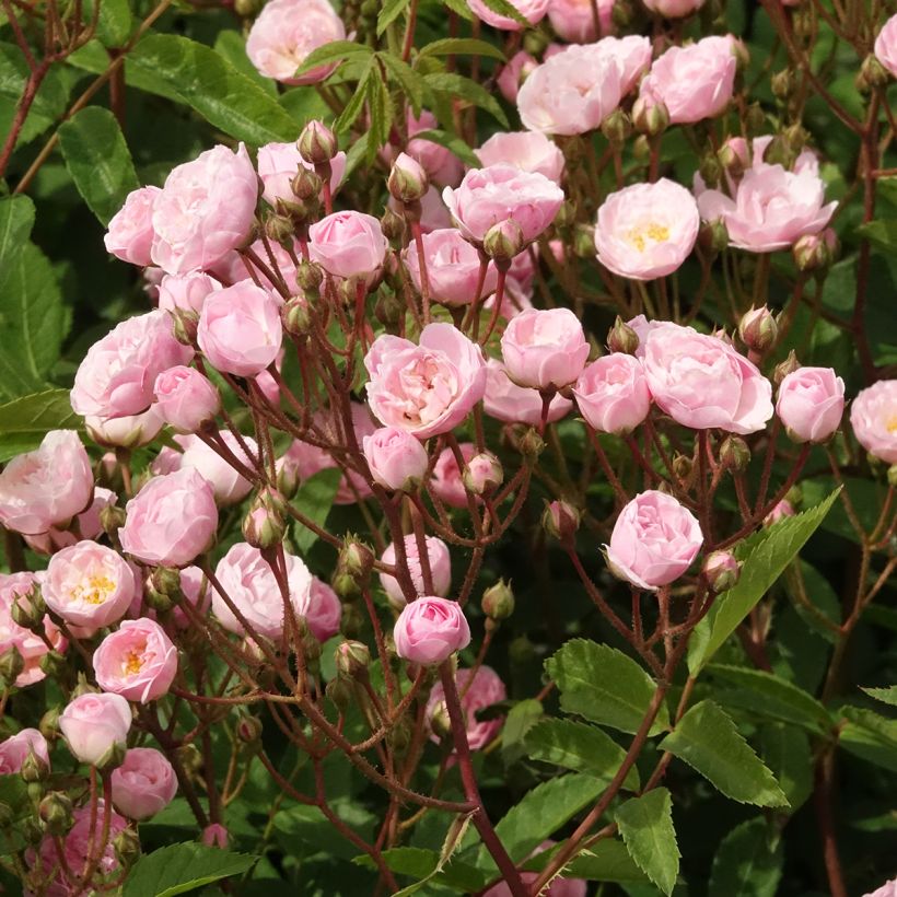 Roseira arbustiva Heavenly Pink (Floração)