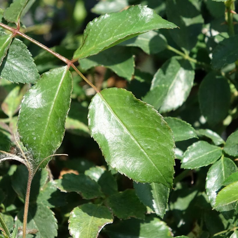 Roseira arbustiva Ice Meidiland (Folhagem)
