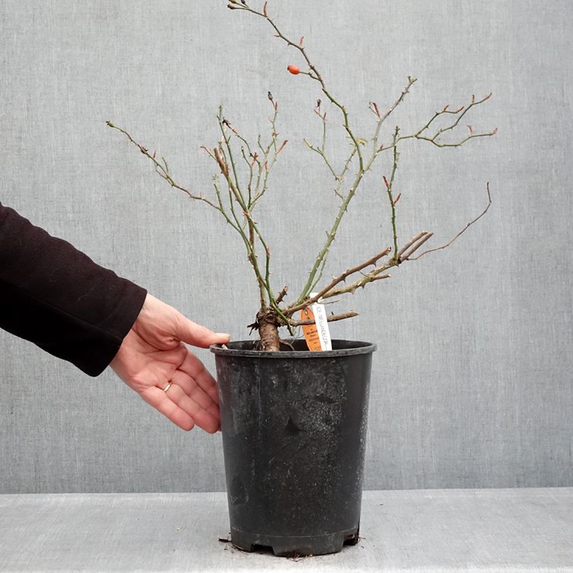 Amostra de Roseira arbustiva Ice Meidiland Vaso de 4 L/5 L tal como entregue no inverno