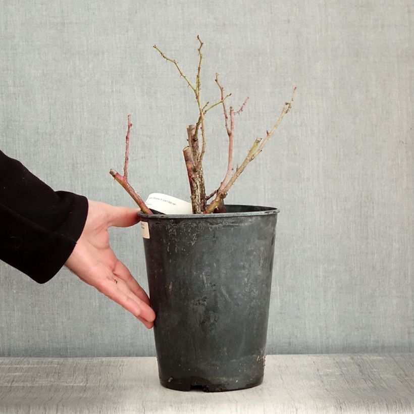 Amostra de Rosier arbustif Jean de Bruges Vaso de 4 L/5 L tal como entregue no inverno