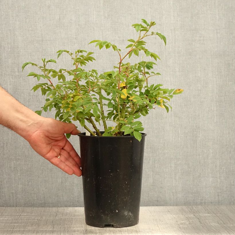 Amostra de Roseira arbustiva Jean de Bruges Vaso de 4 L/5 L tal como entregue na primavera