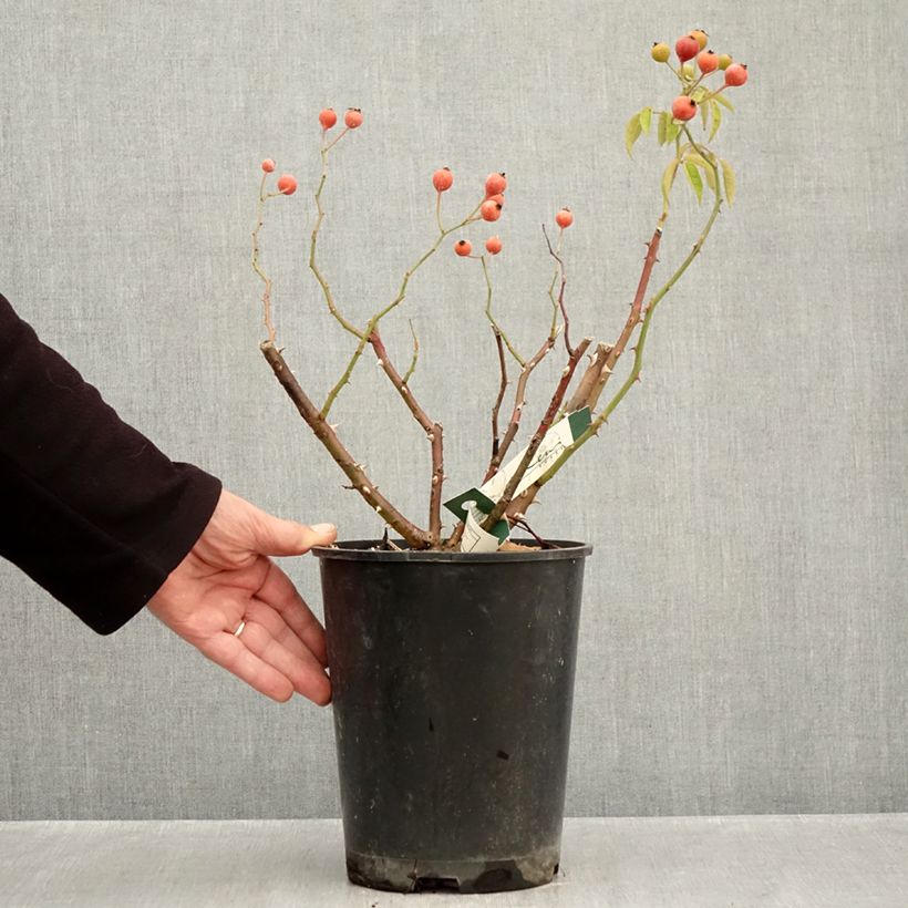 Amostra de Roseira arbustiva Kathleen Vaso de 4 L/5 L tal como entregue no outono
