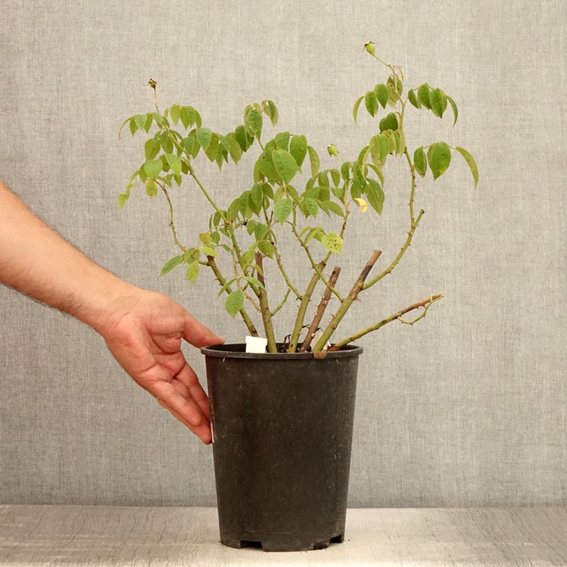 Amostra de Roseira arbustiva Kathleen Vaso de 4 L/5 L tal como entregue no verão