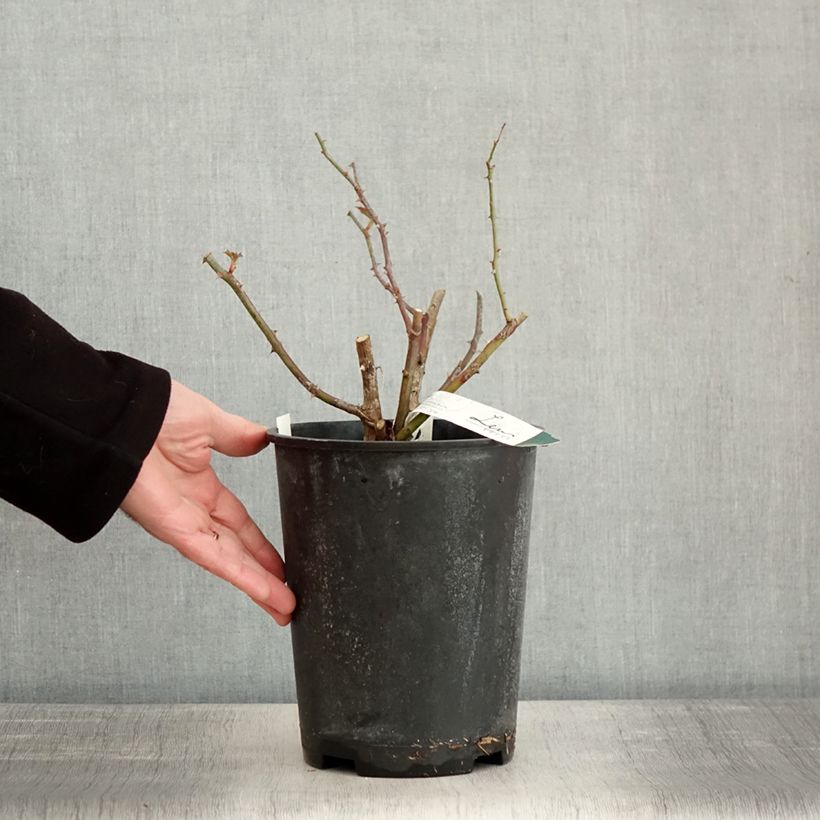 Amostra de Roseira arbustiva Kathleen Vaso de 4 L/5 L tal como entregue no inverno