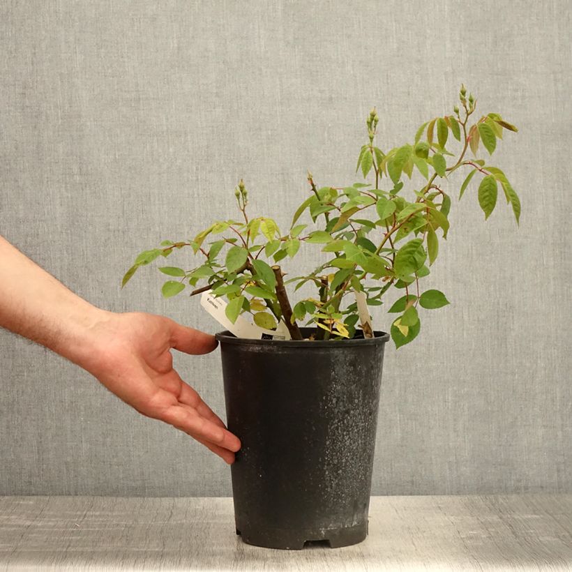 Amostra de Roseira arbustiva Kathleen Vaso de 4 L/5 L tal como entregue na primavera