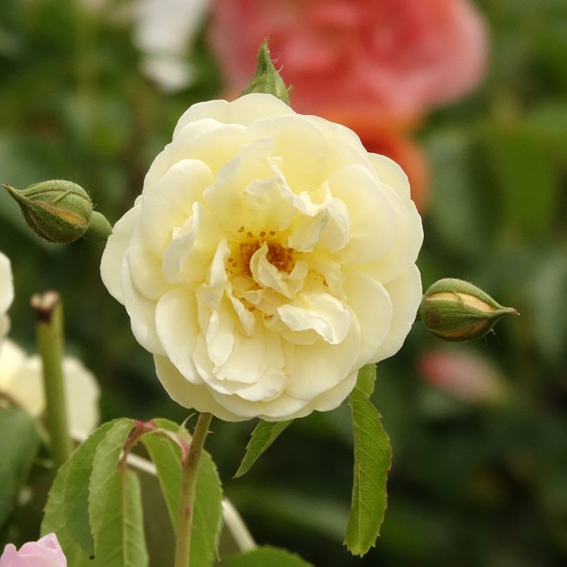 Roseira arbustiva La feuillerie (Floração)