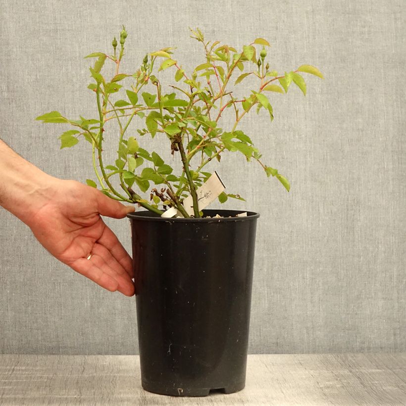 Amostra de Roseira arbustiva La feuillerie Vaso de 4 L/5 L tal como entregue na primavera