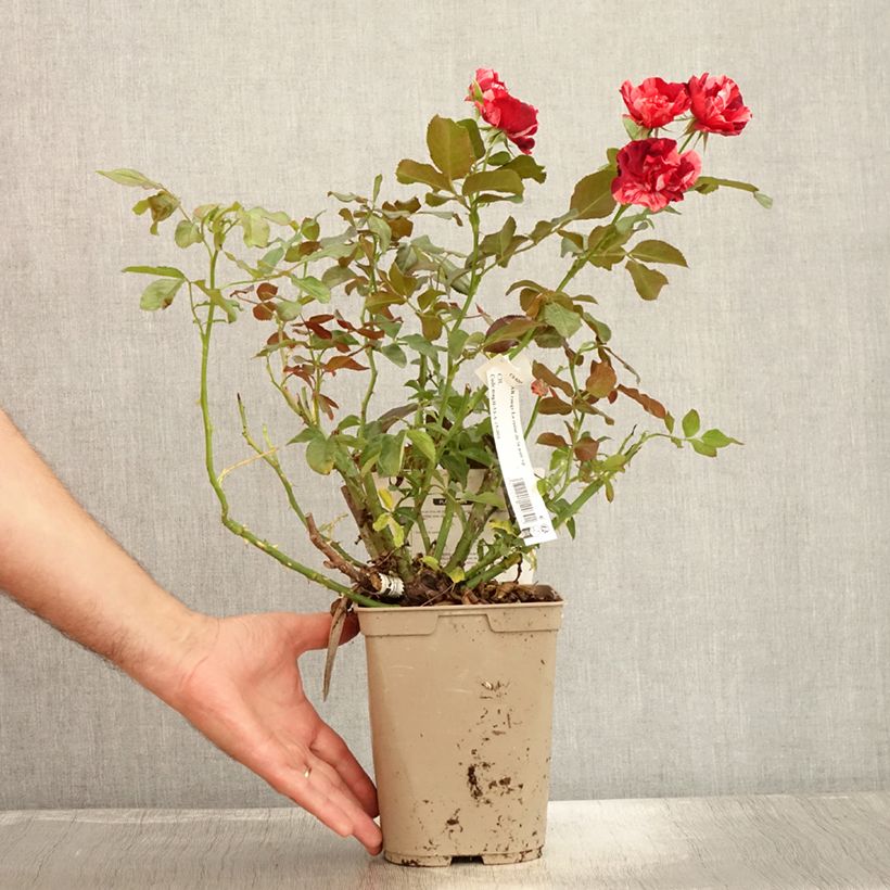 Amostra de Roseira arbustiva Queen of the Night Vaso de 3 L/4 L tal como entregue no verão