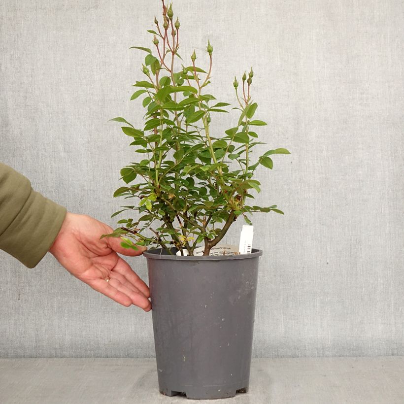Amostra de Roseira arbustiva Machera Vaso de 4 L/5 L tal como entregue na primavera